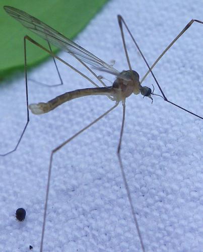 Réf. 282 237 : Dicranomyia sp.